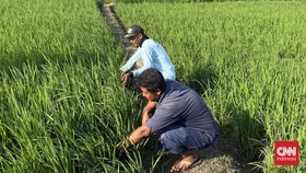 Metode Modern Dobelkan Cuan Petani, Ongkos Tanam Susut Rp2,4 Juta