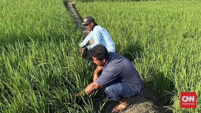 Metode Modern Dobelkan Cuan Petani, Ongkos Tanam Susut Rp2,4 Juta