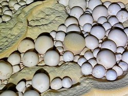 Ribuan Mutiara Gua Langka Ditemukan di Vietnam