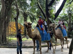 Gegara Direktur Korupsi Pakan Rp 10 Miliar, Satwa KBS Jadi Kurus-Kandang Rusak