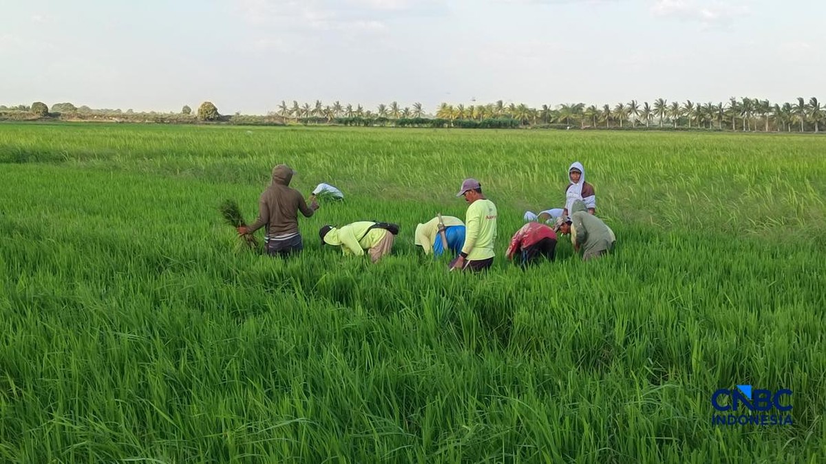 Harapan Besar dari Sawah Merauke: Metode Tanam Baru Pacu Produktivitas