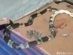 Bocah 5 Tahun di Pekalongan Tewas Dipatuk Ular Weling saat Tidur