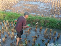 Petani Panen Ratusan Botol Miras yang Dibuang ke Sawah Tasikmalaya