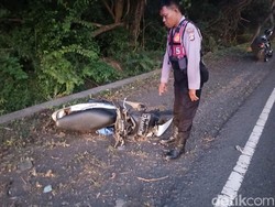 Pemotor Tewas Tabrak Truk Trailer di Jalur Denpasar-Gilimanuk