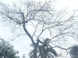 Pohon Buah Maja di Halaman Pendopo Majalengka Mati