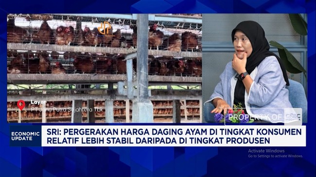 Pengusaha Ayam Minta Intervensi Pemerintah Tekan Oversupply