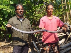 Penampakan Kobra Jawa Super Jumbo di Klaten Usai Kepergok Kawin