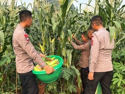Dukung Ketahanan Pangan, Brimob Polda Metro Panen Jagung untuk Masyarakat