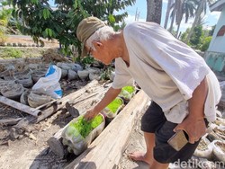 Tips Mbah Suhan Tanam Padi Pakai Ratusan Galon di Daerah Tandus