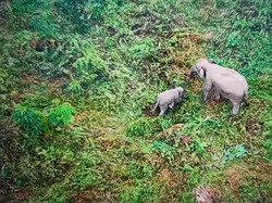 Anak Gajah yang Terjerat di Tebo Berangsur Pulih, Sudah Menjelajah