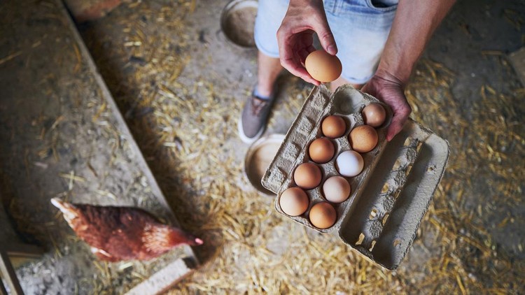 Ayam dan telur