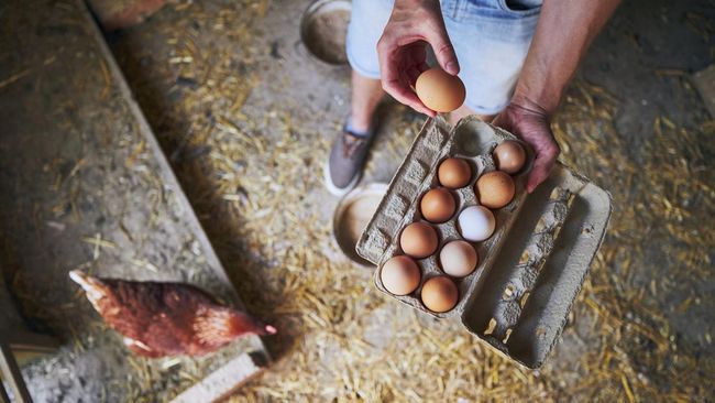Kementan Mulai Atur Harga Telur, Cek Harga Per Kilogramnya di Sini Bun