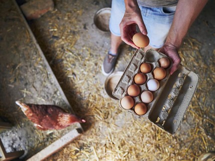 Kementan Mulai Atur Harga Telur, Cek Harga Per Kilogramnya di Sini Bun