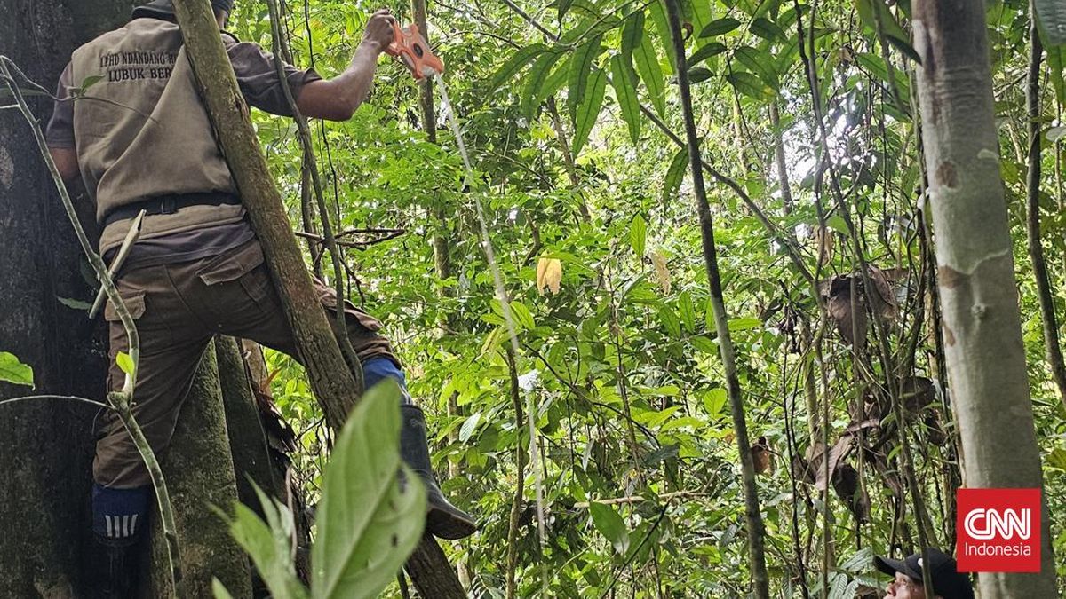 Cuan Karbon Sejahterakan Warga Desa di Belantara Hutan Jambi