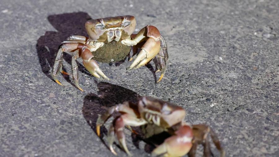 Kepiting bakau betina nan sedang mengandung selama musim kawin tahunan di Taman Nasional Taijiang di Tainan, Taiwan, 3 Juli 2026.