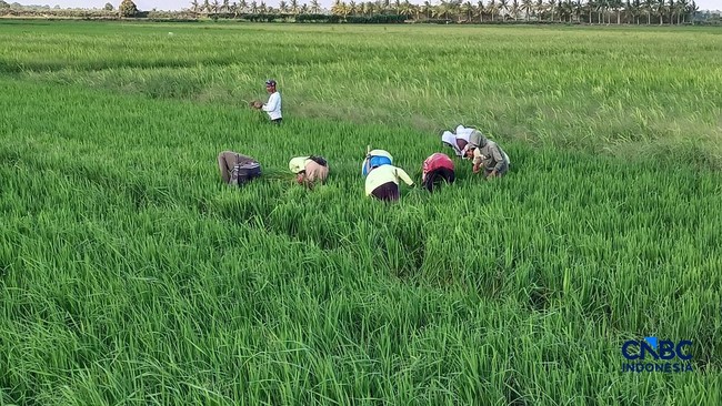 Cerita Eks Transmigran Mengais Rejeki di Merauke, Temukan Hal Berharga