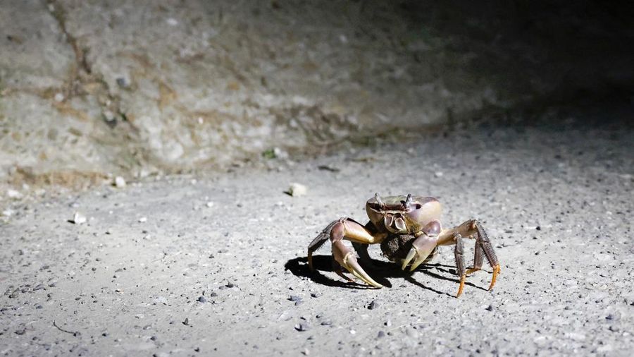 Seekor kepiting bakau betina nan sedang mengandung berada di dekat tembok laut selama musim kawin tahunan di Taman Nasional Taijiang di Tainan, Taiwan, 3 Juli 2026.