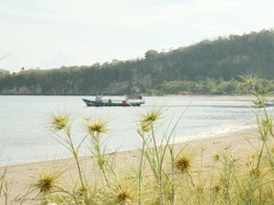 Teluk Buyat, Banyak Organisme Laut Unik dan Menarik