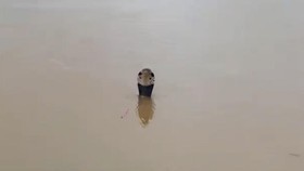 thumbnail video ular kobra china