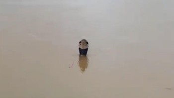 thumbnail video ular kobra china