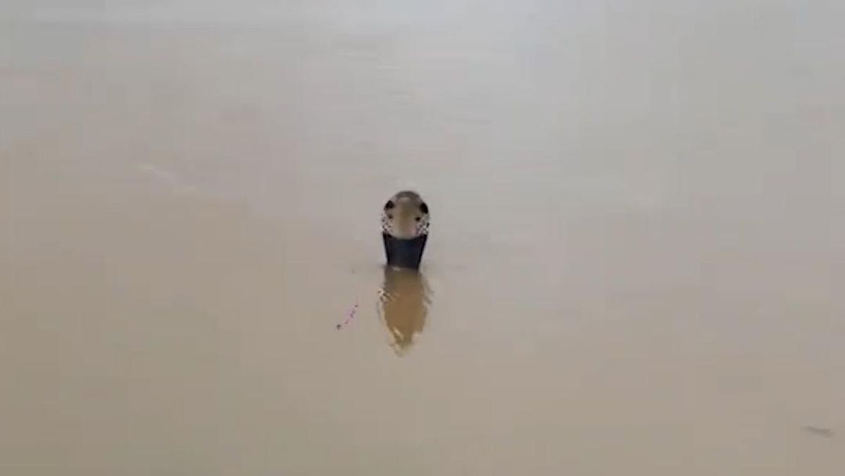 Nyaris 1.000 Ular Hanyut Diterjang Banjir di China, Ada Kobra Berbisa