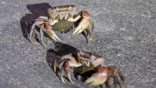 Pada musim berkembang biak yang berlangsung Juli hingga September, kepiting betina bermigrasi menuju laut untuk melepaskan telur