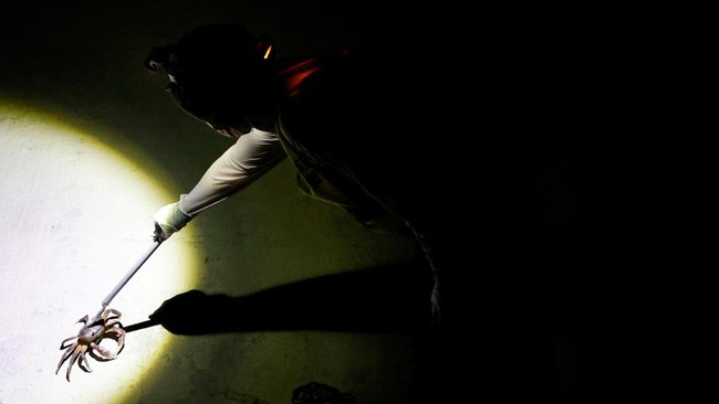 Upaya tersebut turut berkontribusi terhadap peningkatan jumlah kepiting yang terpantau menjadi lebih dari 10.000 ekor pada tahun lalu. (REUTERS/Ann Wang)