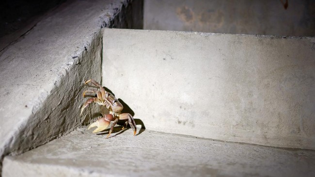 Keberadaan kepiting darat bakau memiliki peran penting bagi ekosistem pesisir karena membantu mengembalikan unsur hara ke daratan dan menjaga kesuburan kawasan hutan pantai.