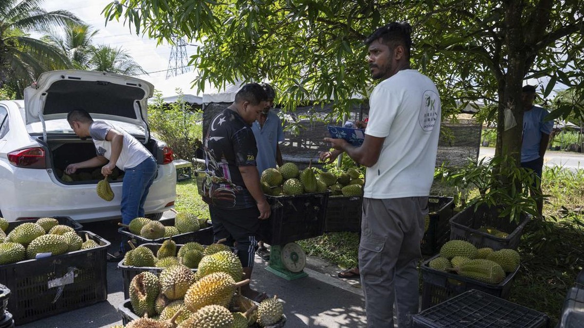FOTO: Tsunami Durian di Malaysia, Musang King Dijual Harga Miring