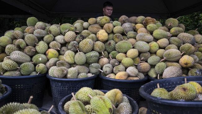 Seorang pria Vietnam ditangkap usai kedapatan mencuri 1,6 ton durian dari kebun.