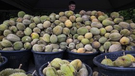 Seorang pria Vietnam ditangkap usai kedapatan mencuri 1,6 ton durian dari kebun.