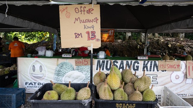 FOTO: Tsunami Durian di Malaysia, Musang King Dijual Harga Miring