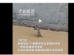 Ngeri! Ratusan Ular Termasuk Kobra Lepas Akibat Banjir di China