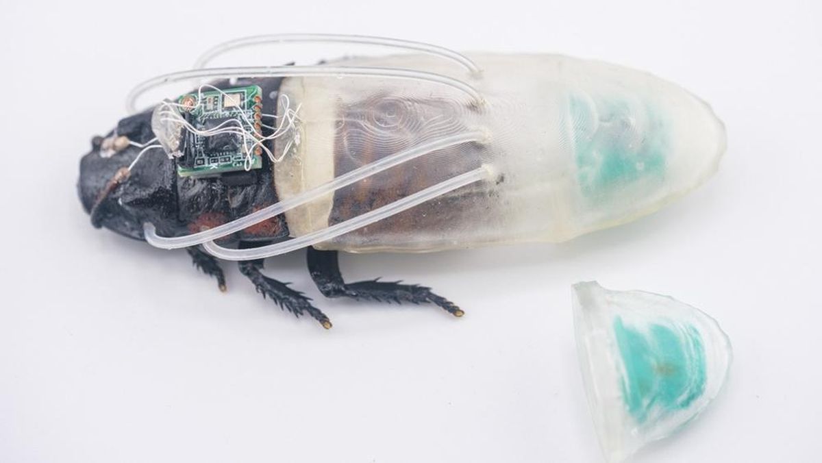 Ilmuwan Ciptakan Kecoa Cyborg yang Bisa Menyelam Selama 3 Jam