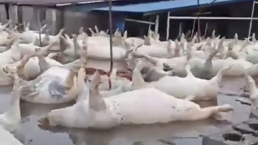 Sebuah video nan beredar di media sosial memperlihatkan akibat banjir di sebuah peternakan di sekitar wilayah tersebut. Dalam rekaman itu, puluhan babi tampak hanyut dan mengapung terbawa arus banjir nan deras setelah kandang mereka terendam.