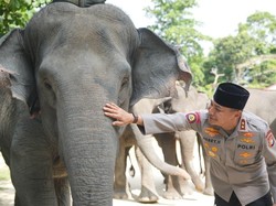 Dukung Inpres Prabowo, Green Policing Polda Riau Siap Kawal Pelestarian Gajah