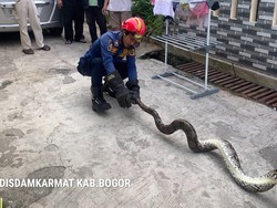 Ular Sanca 2 Meter Sembunyi di Kolong Meja Kamar, Warga Bogor Hubungi Damkar