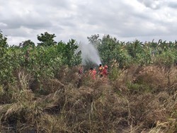 Karhutla Sungai Tendang Meluas, 10 Hektare Lahan Dekat Bandara Terbakar