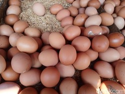 Harga Telur Ayam di Pasar Sukaramai Medan Naik, Pedagang Ungkap Penyebabnya