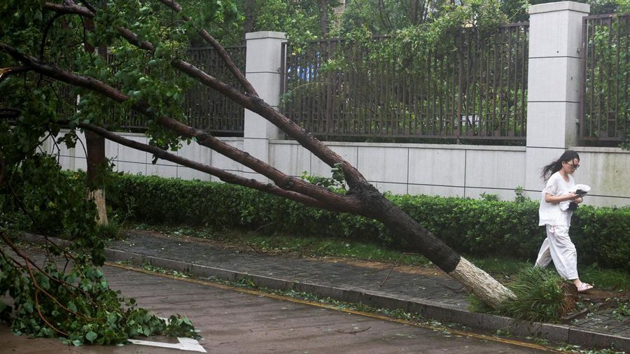 Seseorang melangkah melewati pohon tumbang setelah hujan lebat dan angin kencang nan dibawa oleh Topan Bavi di Wenzhou, provinsi Zhejiang, Tiongkok, 12 Juli 2026.