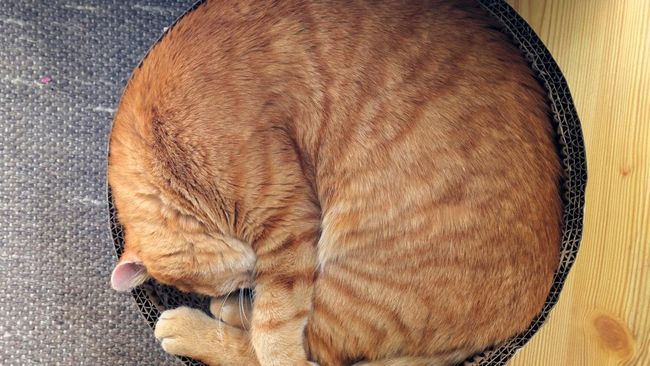 posisi tidur kucing