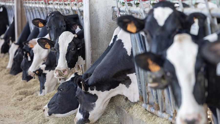 Sapi Holstein menyantap pakan nan baru saja diletakkan di kandang berpendingin udara selama gelombang panas di Medesano, Italia, 7 Juli 2026.
