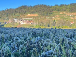 Kawasan Dieng Minus 5 Derajat Celsius, Petani Kentang Terancam Gagal Panen