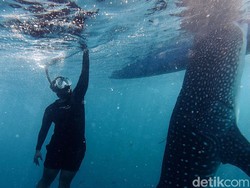 Bertemu Sherly, Hiu Paus Viral dari Gorontalo