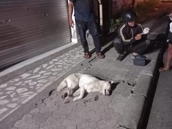 Turis China Digigit Anjing Diduga Rabies di Bangli