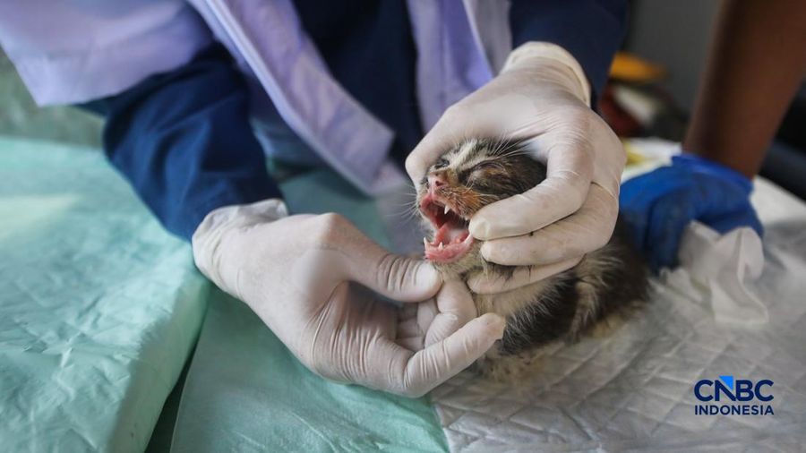 Layanan kesehatan di dalam Mobil Klinik Hewan Keliling di Jakarta, Selasa (14/7/2026). (CNBC Indonesia/Faisal Rahman)
