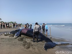 Dievakuasi 2 Kali, Paus Bungkuk 7,7 Meter di Jembrana Akhirnya Mati