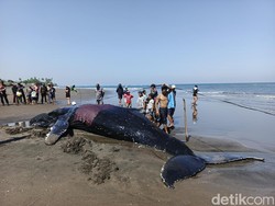 Paus Raksasa Terdampar di Pantai Perancak Jembrana