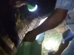 Wanita di Sultra Tewas Dililit Ular Piton 6 Meter hingga Tewas