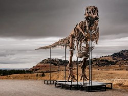 Keistimewaan T-Rex Gus yang Jadi Fosil Termahal Dunia, Laku Rp 906 M